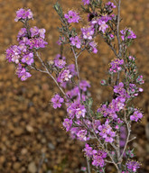 Kunzea preissiana