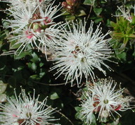 Kunzea sp.