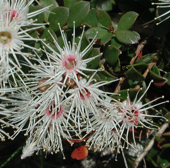 Kunzea sp.