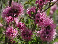 Kunzea parviflora