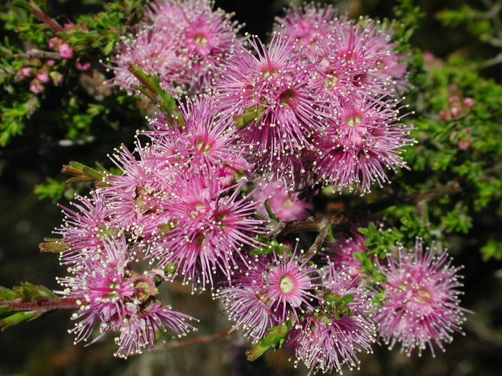 Kunzea parviflora