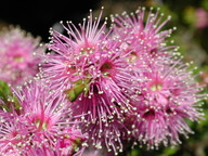 Kunzea parviflora