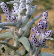 Lachnostachys verbascifolia