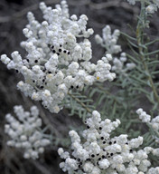 Lachnostachys eriobotrya