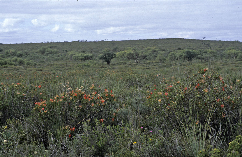 Lambertia multiflora