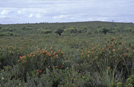 Lambertia multiflora