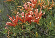 Lambertia multiflora