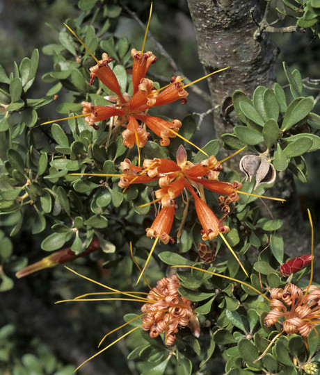 Lambertia inermis