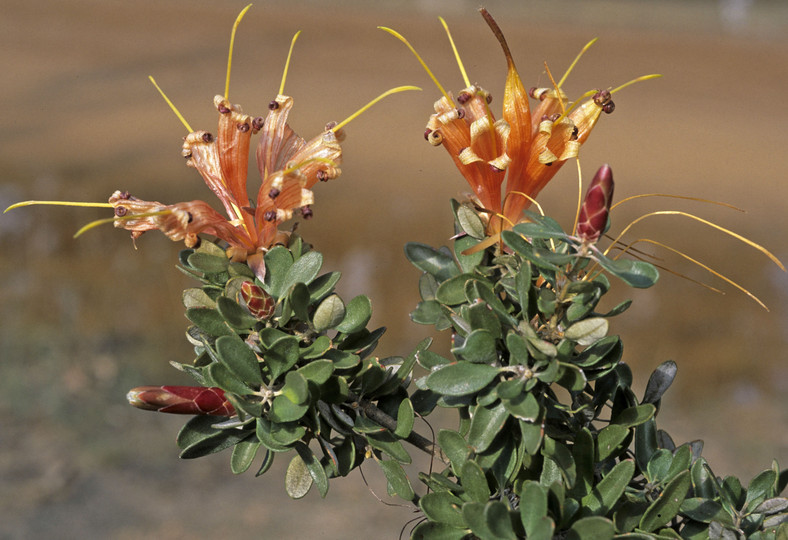 Lambertia inermis