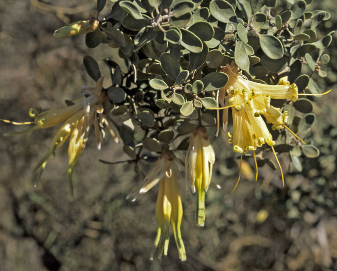 Lambertia inermis var. drummondii