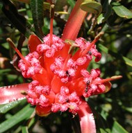 Lambertia formosa