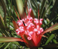 Lambertia formosa