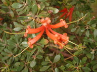 Lambertia inermis