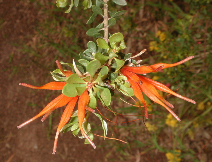 Lambertia inermis