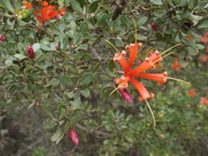 Lambertia inermis