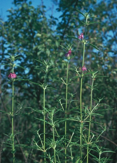 Galeopsis angustifolia