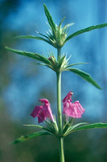 Galeopsis angustifolia