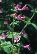 Calamintha grandiflora