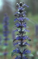 Ajuga genevensis