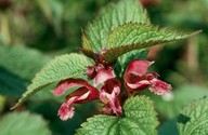 Lamium orvala