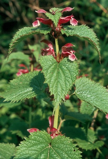 Lamium orvala