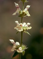 Stachys recta