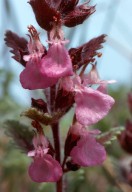 Teucrium chamaedrys