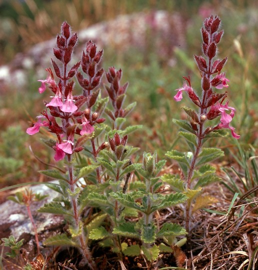 Teucrium chamaedrys