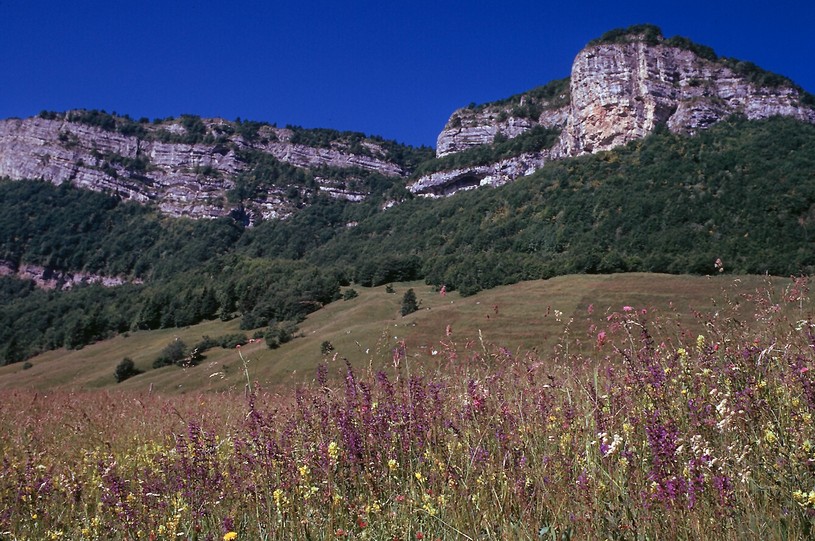 Salvia pratensis