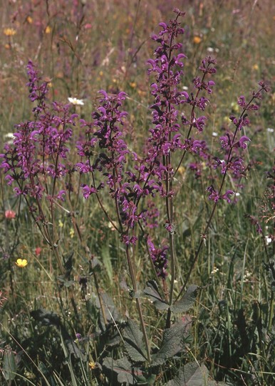 Salvia pratensis