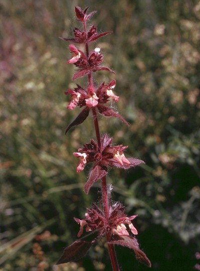 Stachys alpina