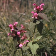 Lamium maculatum