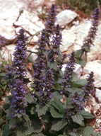 Ajuga genevensis