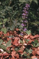 Ajuga reptans