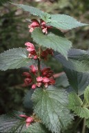 Lamium orvala