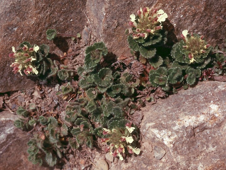 Teucrium pyrenaicum