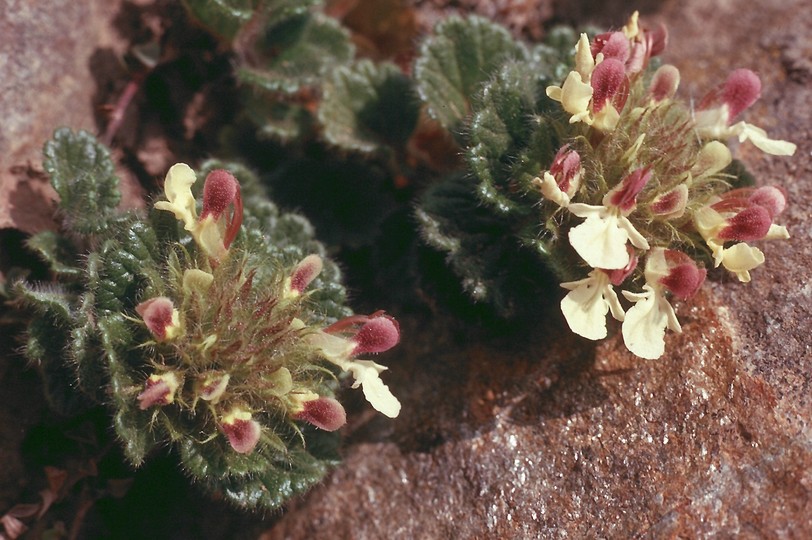 Teucrium pyrenaicum