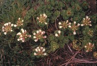 Teucrium pyrenaicum