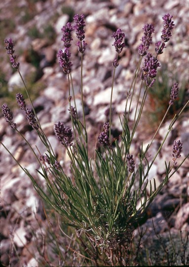 Lavandula officinalis