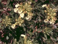 Teucrium montanum