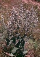 Salvia aethiops