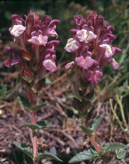 Scutellaria alpina