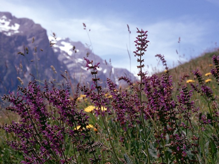 Salvia pratensis