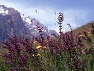 Salvia pratensis