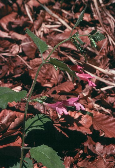 Calamintha grandiflora