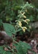 Salvia glutinosa