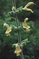 Salvia glutinosa