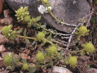 Teucrium aureum