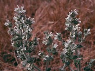 Salvia aethiops