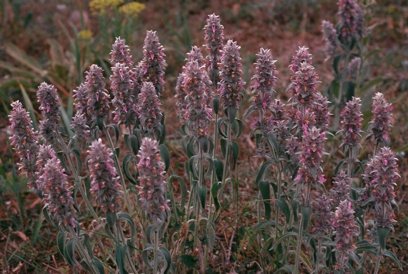 Stachys germanica